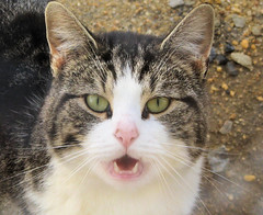 猫と発達障害グレーゾーンの生活