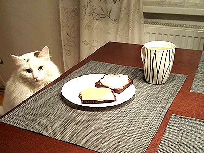 発達障害者と小麦とグルテンフリーと栄養学と炭水化物と血糖値