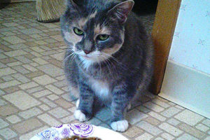 ネコ好き大人の発達障害グレーゾーンとは、ASDやADHD腸内環境と食事