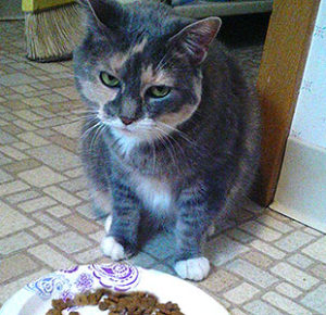 ネコ好き大人の発達障害グレーゾーンとは、ASDやADHD腸内環境と食事