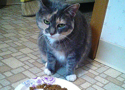 ネコ好き大人の発達障害グレーゾーンとは、ASDやADHD腸内環境と食事