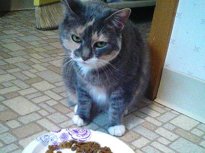 ネコ好き大人の発達障害グレーゾーンとは、ASDやADHD腸内環境と食事