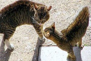 引きこもり大人の発達障害グレーゾーンの仕事や生活の困りごとを解決上手な人付き合いの方法コミュニケーション