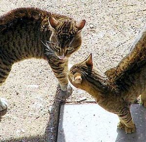 引きこもり大人の発達障害グレーゾーンの仕事や生活の困りごとを解決上手な人付き合いの方法コミュニケーション