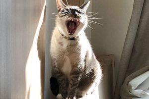 にゃんハラと発達障害グレーゾーン