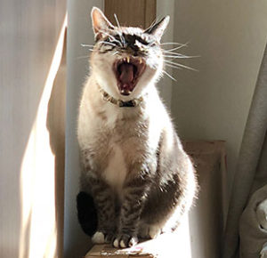 にゃんハラと発達障害グレーゾーン