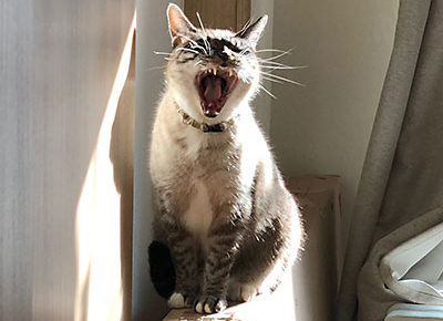 にゃんハラと発達障害グレーゾーン