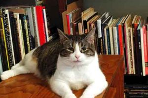 引きこもり大人の発達障害グレーゾーンの仕事や生活の困りごとを解決上手な人付き合いの方法コミュニケーション