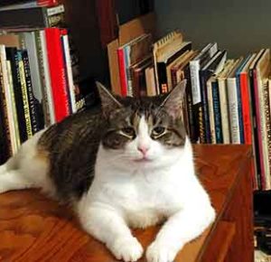 引きこもり大人の発達障害グレーゾーンの仕事や生活の困りごとを解決上手な人付き合いの方法コミュニケーション