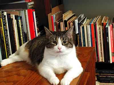 引きこもり大人の発達障害グレーゾーンの仕事や生活の困りごとを解決上手な人付き合いの方法コミュニケーション